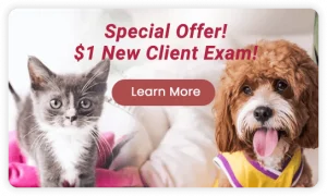 Special Offer! $1 New Client Exam!