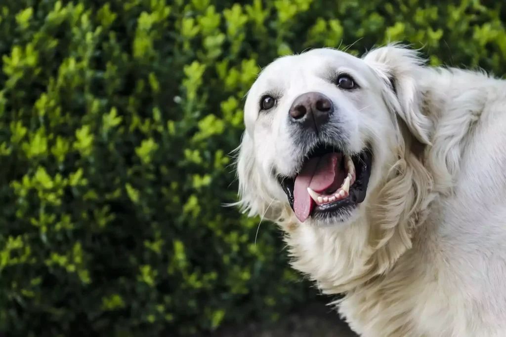 Dog with white fur smiling