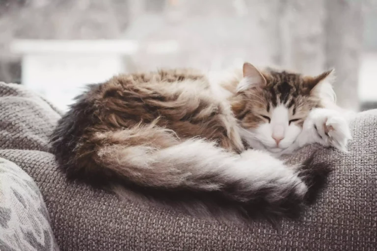 Taking Care Of Long-Haired Cats