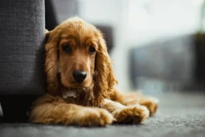 Red puppy laying on rug.