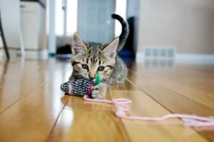 Kitten playing with yarn.