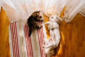 Two dogs laying on a carpet.