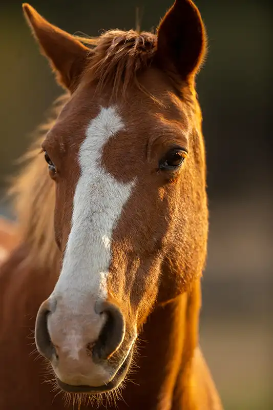 Image of Horse