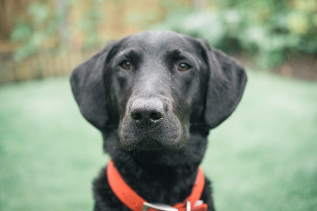 Black dog wearing red collar