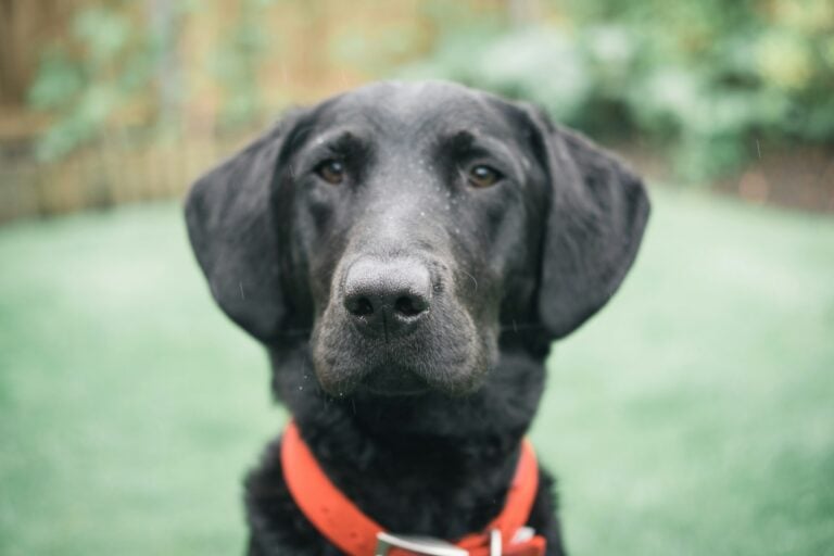 Black dog wearing red collar