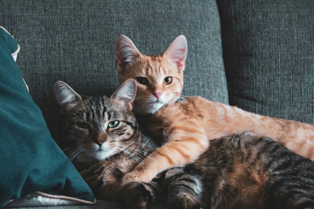 gray and ginger cat cuddling