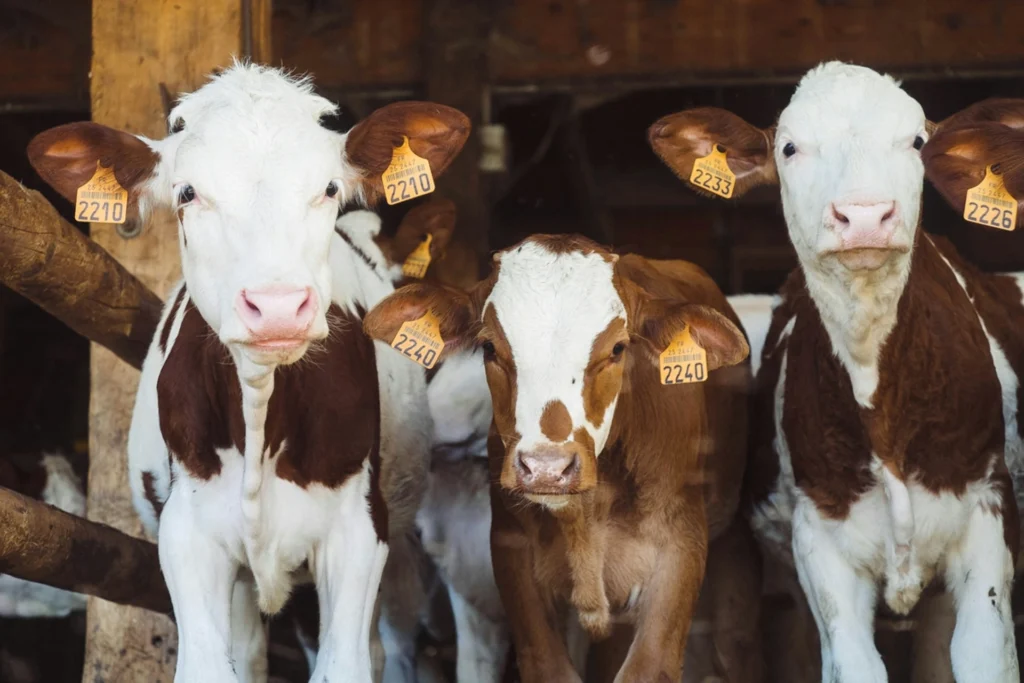 Three brown and white calves with standing inside a barn.