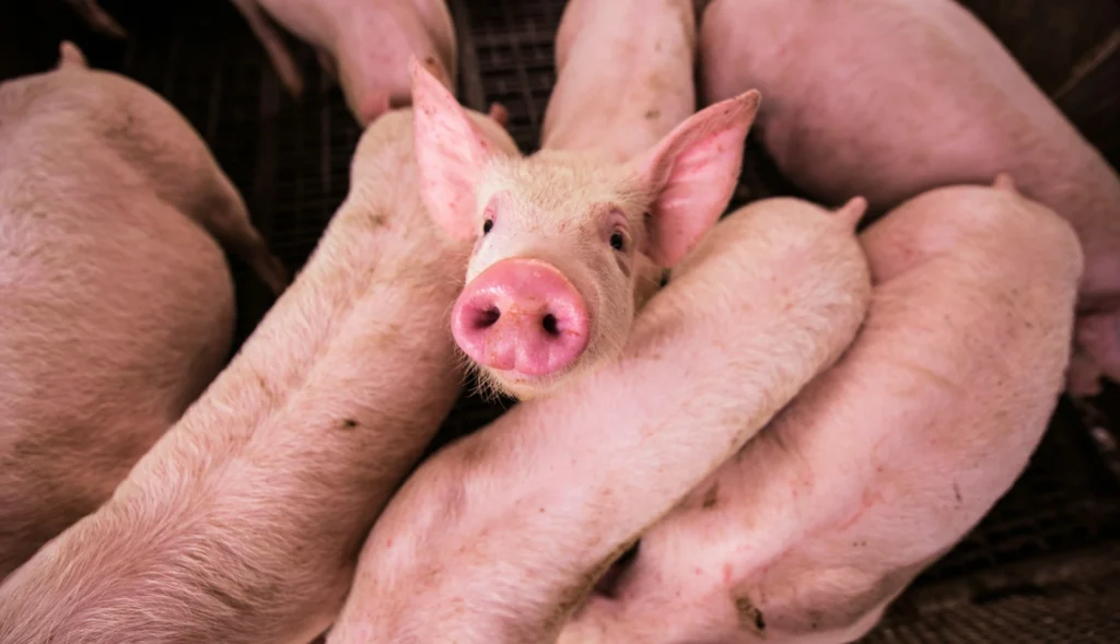 A a group of pigs in a pen, with one piglet in the center looking directly up at the camera with large ears and a prominent snout.