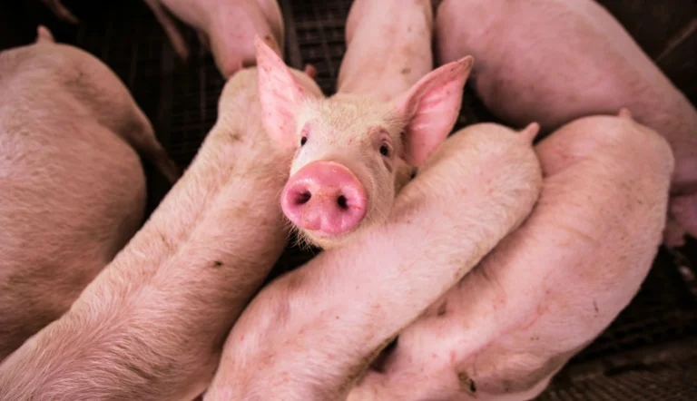 A a group of pigs in a pen, with one piglet in the center looking directly up at the camera with large ears and a prominent snout.