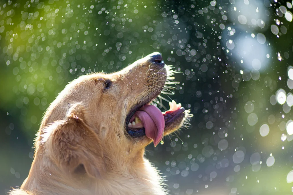 A golden retriever catching water droplets from a spray or sprinkler against a sunny, blurred background.
