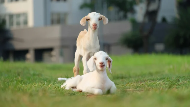 Two young goats on a green lawn looking toward the camera.