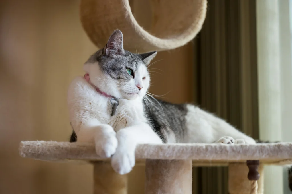A tabby cat on a perch of a cat tree, looking off to the side with green eyes.