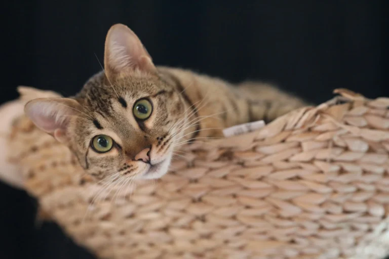A tabby cat peeking over the edge of a woven wicker basket against a dark background.