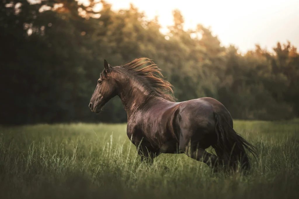 A dark brown horse moves through a grassy green field, with a forest background illuminated by warm sunlight.