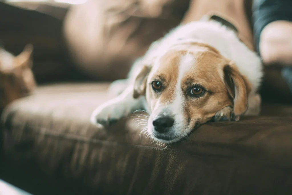 A tan and white dog lying down on a brown couch.