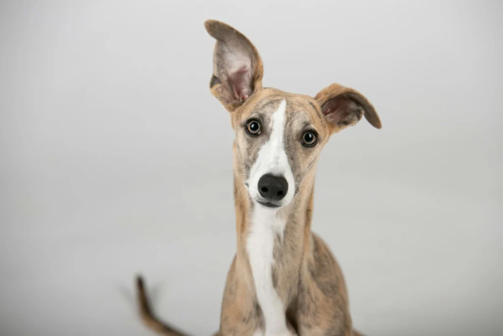 A whippet dog looking directly at the camera against a grey background.