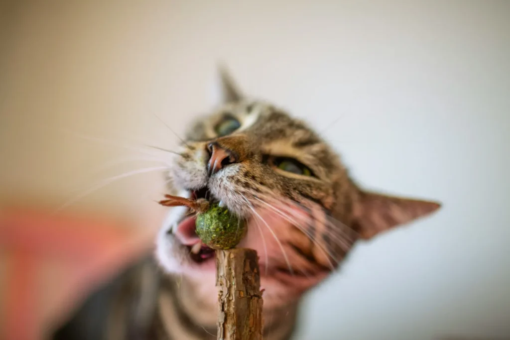 A tabby cat biting on a catnip ball attached to a small wooden stick.