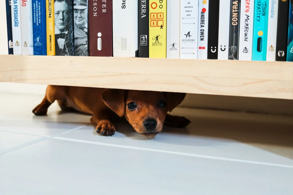 A small, brown puppy peeking out with wide eyes from hiding underneath a low wooden bookshelf lined with books.