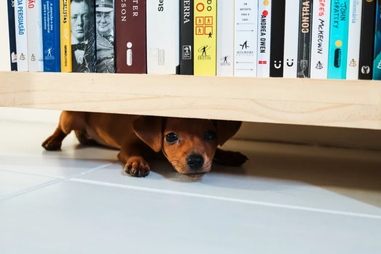 A small, brown puppy peeking out with wide eyes from hiding underneath a low wooden bookshelf lined with books.