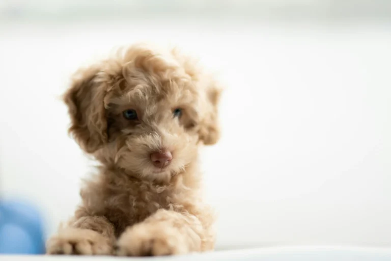 A curly-coated brown puppy looking slightly down against a white background.