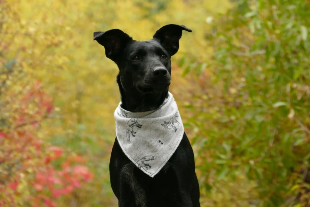A black dog wearing a bandana stands against a blurred autumn background.